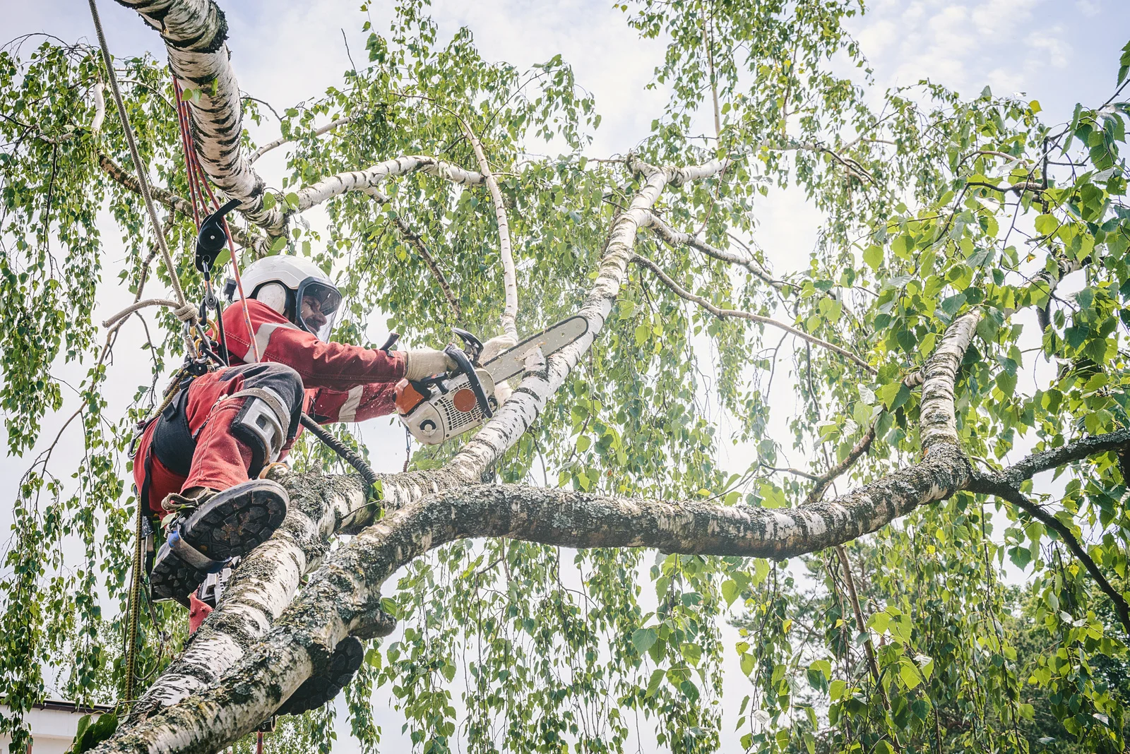 Tree Service Near Me In Vernon Hills